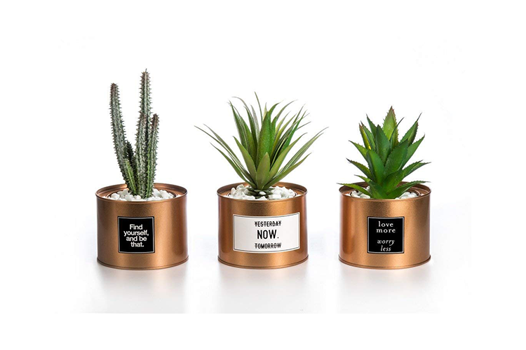 Motivational Potted Plants Succulents